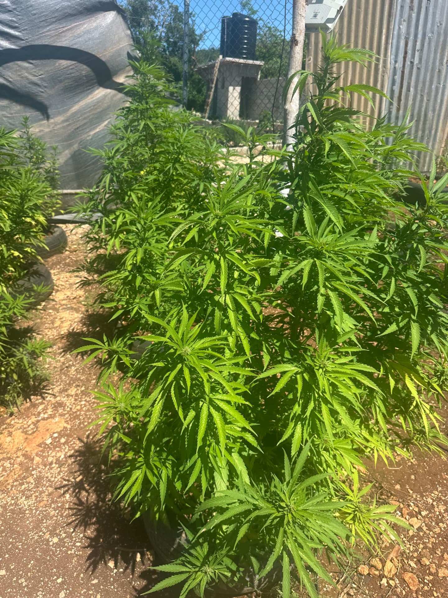 Authentic Jamaican farm tour
