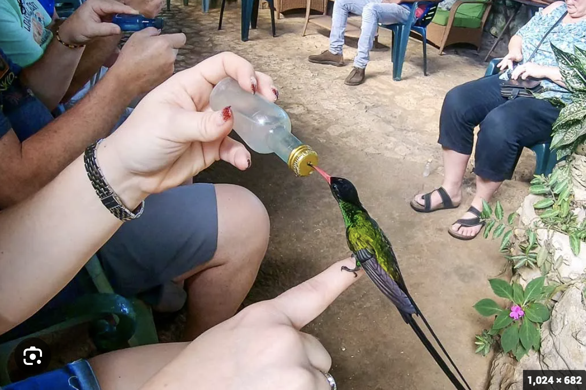 Rockland Bird Sanctuary hummingbirds